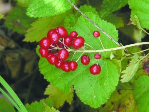 What Fruits Are in Season Right Now in Pennsylvania?